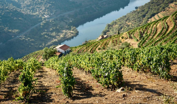 DR Douro Reserva Tinto