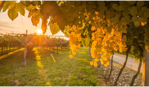 La Galana Verdejo