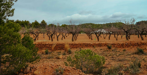 Bodegas Vegalfaro, Pago de los Balagueses, Chardonnay
