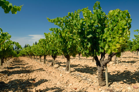 Rocca Maura Chardonnay Reserve